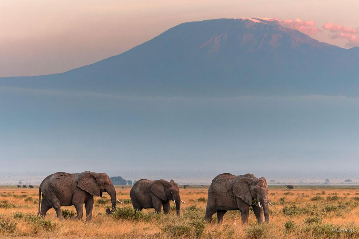 Kibo Villa Amboseli Kültér fotó